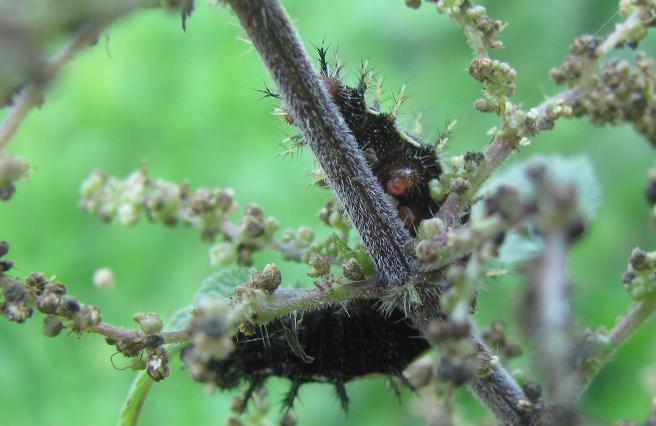 Bruco da ID - Vanessa sp.